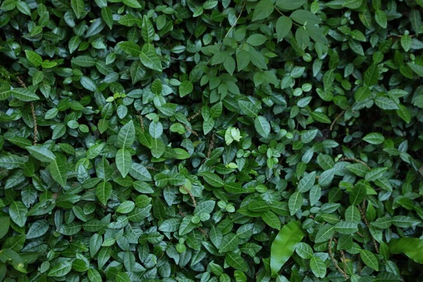 Beautiful Tropical Plants Green Leaves Outdoors View — Foto Stock