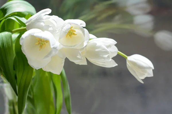 Bouquet Beautiful White Tulip Flowers Window Indoors Closeup — Stockfoto