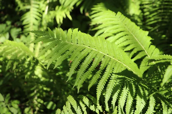 Beautiful Fern Lush Green Leaves Growing Outdoors Closeup — Foto Stock