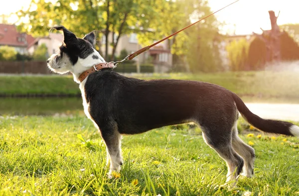 Cute Dog Leash Green Grass Park — Stockfoto