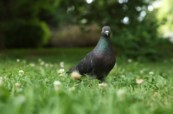 Beautiful Dark Dove Green Grass Outdoors Space Text — Fotografia de Stock