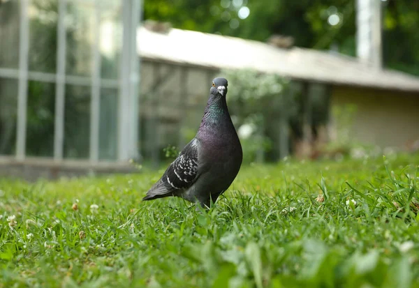 Bela Pomba Cinza Grama Verde Livre — Fotografia de Stock