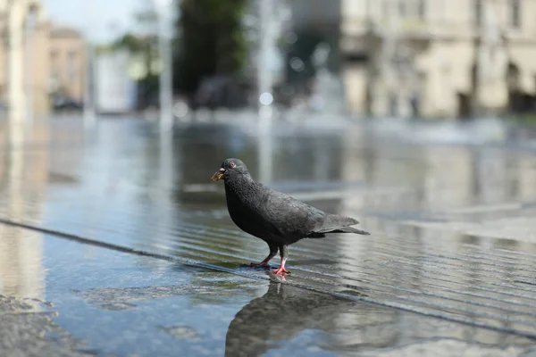 Beautiful Grey Dove Wet Pavement Outdoors — Stockfoto