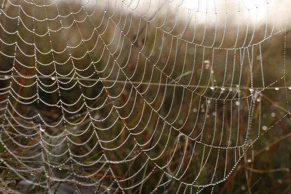 Vista Cerca Telaraña Con Gotas Rocío Aire Libre — Foto de Stock