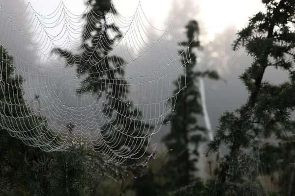 Vue Rapprochée Toile Araignée Avec Gouttes Rosée Sur Les Plantes — Photo