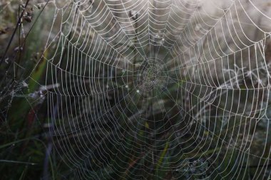 Bitkilerin üzerine çiy damlaları düşen örümcek ağının yakın görüntüsü