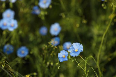 Çayırda güzel çiçek açan keten bitkiler, metin için alan
