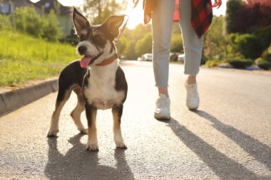 Şehir caddesinde sevimli köpeğini gezdiren bir kadın.