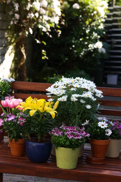 Many Different Beautiful Blooming Plants Flowerpots Wooden Bench Outdoors — Stockfoto
