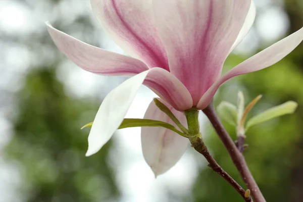 Magnolia Tree Beautiful Flower Blurred Background Closeup — Stock fotografie
