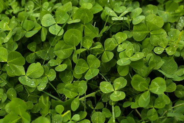 Beautiful Green Clover Leaves Grass Water Drops — Stockfoto