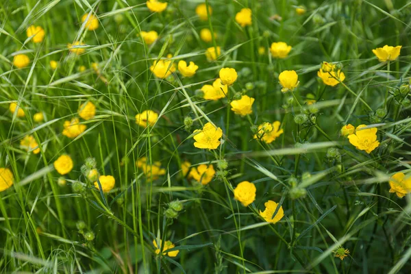 Beautiful Yellow Buttercup Flowers Growing Green Grass Outdoors Closeup — Stock Photo, Image