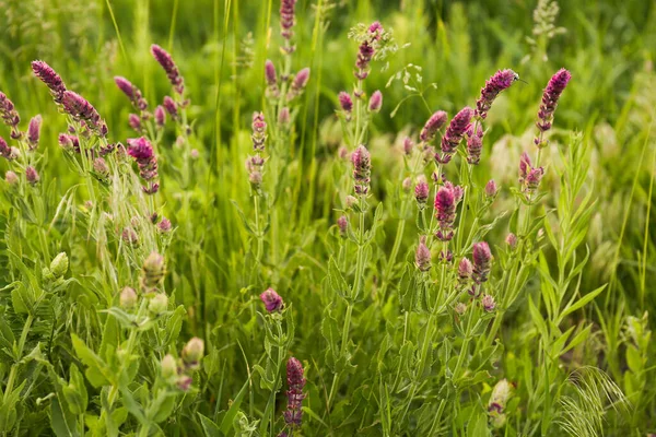 Beautiful Purple Salvia Flowers Growing Green Grass Outdoors Closeup View — Foto de Stock