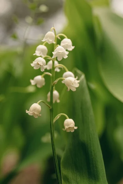 Beautiful Lily Valley Flower Growing Garden Closeup — Photo