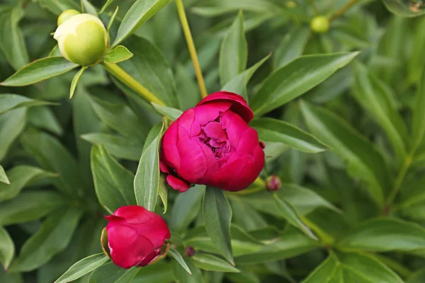 Closeup View Peony Plants Different Buds Outdoors — Zdjęcie stockowe