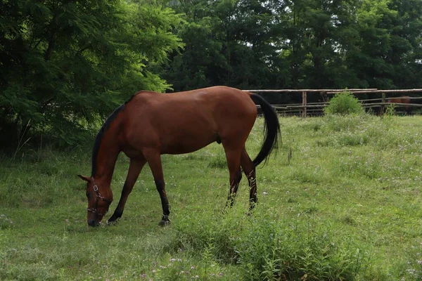 Beautiful Horse Grazing Green Grass Paddock Outdoors — Φωτογραφία Αρχείου