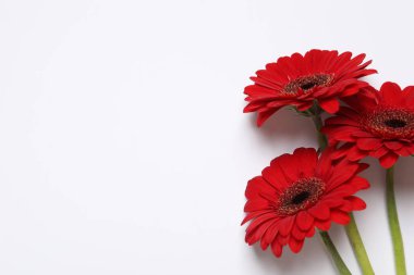 Beyaz arka planda güzel kırmızı gerbera çiçekleri, üst manzara
