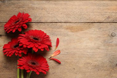 Ahşap arka planda güzel, parlak Gerbera çiçekleri, düz uzanmış. Metin için boşluk