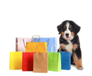 Adorable Bernese Mountain Dog puppy and colorful paper shopping bags on white background