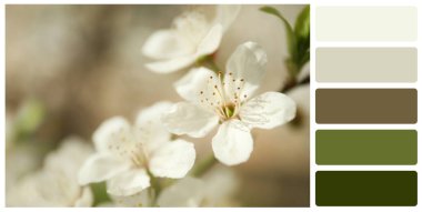 Color palette appropriate to photo of blossoming tree outdoors, closeup
