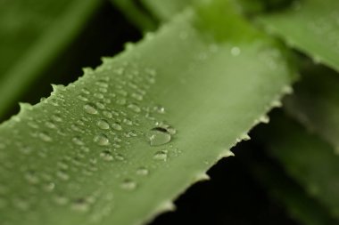 Beautiful green aloe vera plant with water drops on blurred background, closeup