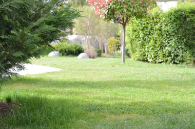 Parktaki yeşil çimlerin ve bitkilerin manzarası