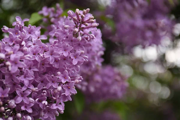 Branch Beautiful Blossoming Lilac Blurred Background Closeup Space Text — Φωτογραφία Αρχείου