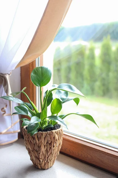 Beautiful Houseplant Bright Green Leaves Pot Kitchen Countertop Window — Stok Foto