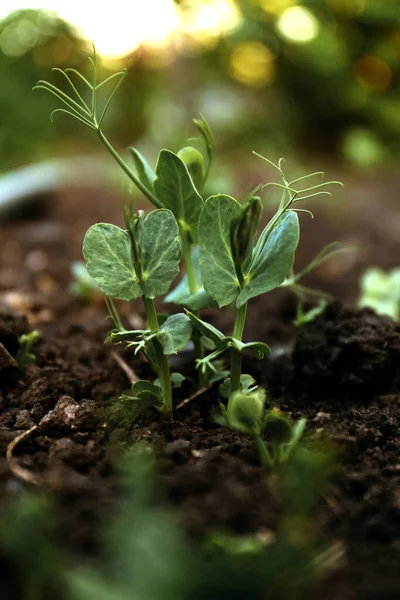 Young Peas Seedling Fertile Soil Gardening Time — ストック写真