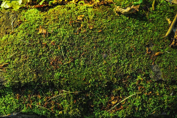 Stone Wall Overgrown Green Moss Closeup — Zdjęcie stockowe