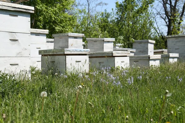 Many White Bee Hives Apiary Spring Day — Stock Photo, Image