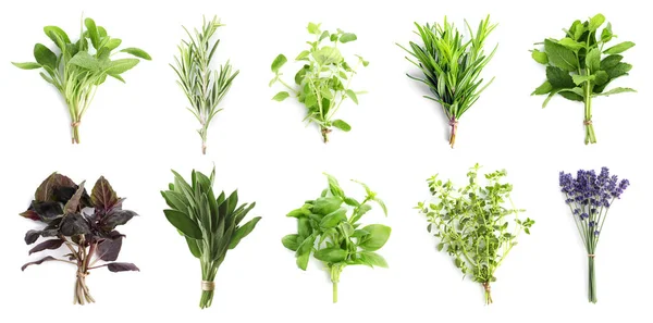 Set Different Aromatic Herbs White Background Top View Banner Design — 스톡 사진