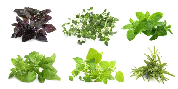 Set Different Aromatic Herbs White Background Banner Design — стоковое фото
