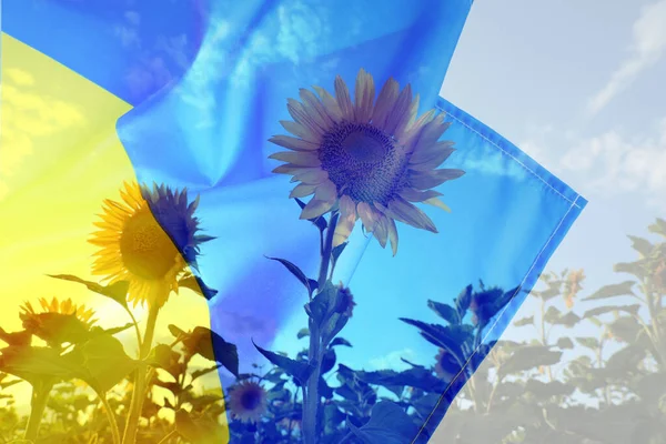 Double Exposure Ukrainian National Flag Sunflowers Growing Field — Stok fotoğraf