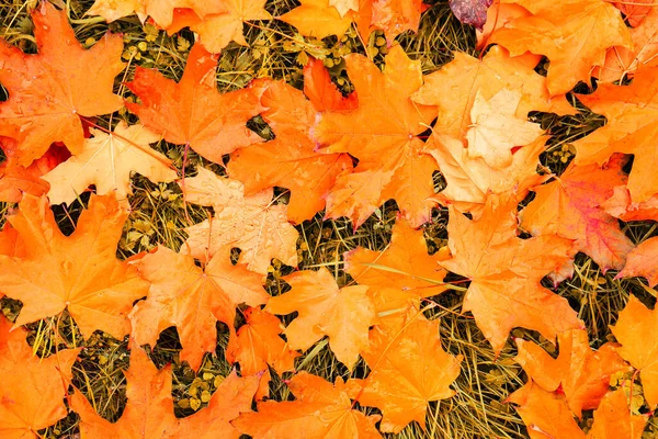 Orange Autumn Leaves Park Top View — Stockfoto