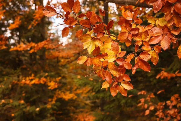 Branches Beautiful Orange Leaves Autumn Park — Stok fotoğraf