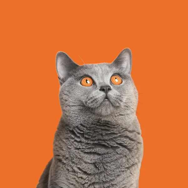 Adorable Grey British Shorthair Cat Orange Background — Photo