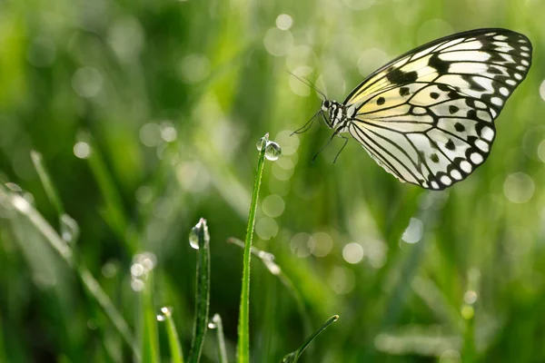 Fresh Green Grass Morning Dew Beautiful Butterfly Closeup View — ストック写真