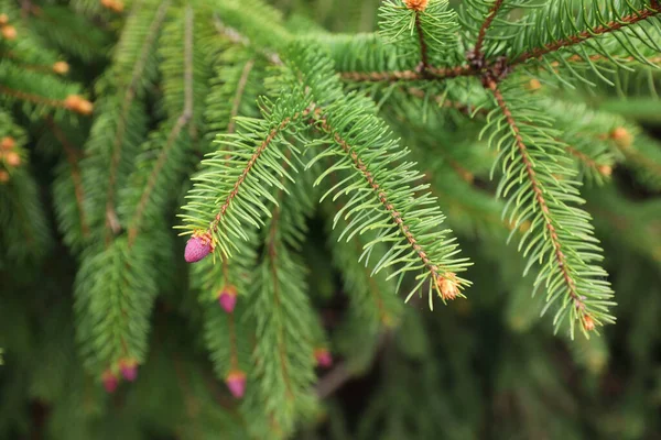 Green Branches Beautiful Conifer Tree Small Pink Cones Outdoors Closeup — 图库照片