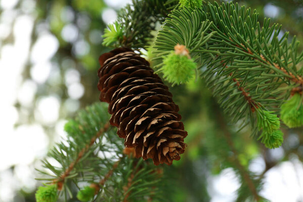 Closeup view of coniferous tree with cone outdoors