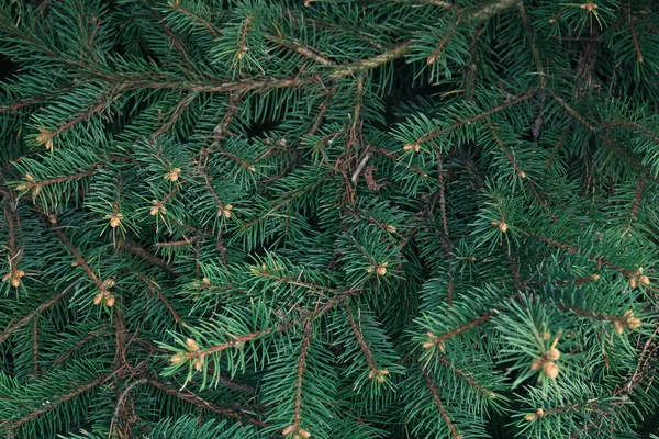 Beautiful Branches Coniferous Tree Closeup View — 스톡 사진