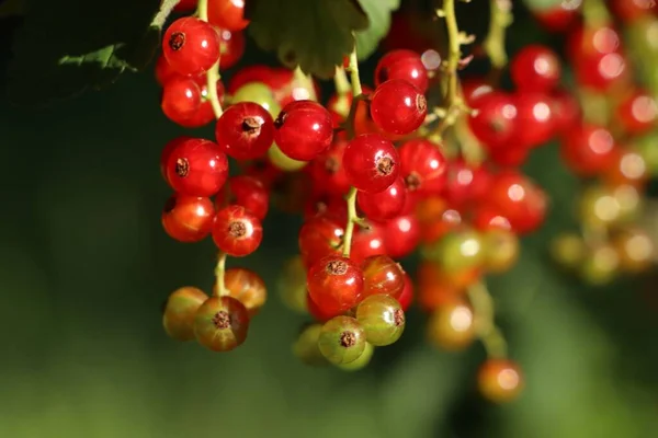 Closeup View Red Currant Bush Ripening Berries Outdoors Sunny Day — Fotografia de Stock