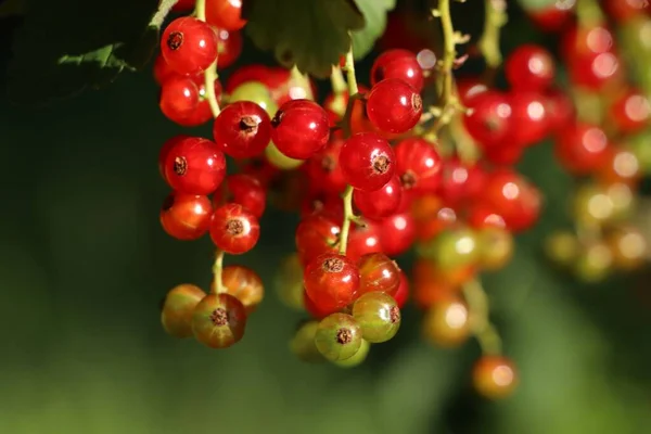 Nahaufnahme Von Roten Johannisbeersträuchern Mit Reifenden Beeren Freien Sonnigen Tagen — Stockfoto