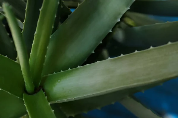 Closeup View Beautiful Green Aloe Vera Plant —  Fotos de Stock