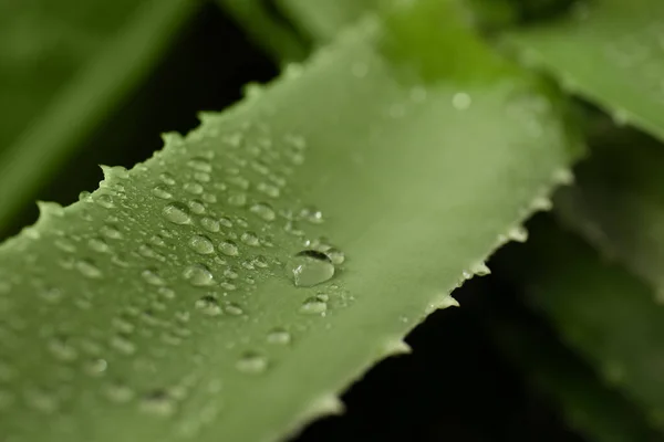 Beautiful Green Aloe Vera Plant Water Drops Blurred Background Closeup — 图库照片