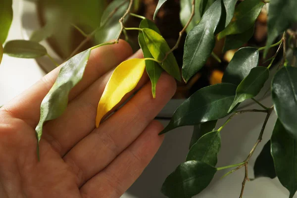 Woman Houseplant Leaf Blight Disease Closeup — Stockfoto