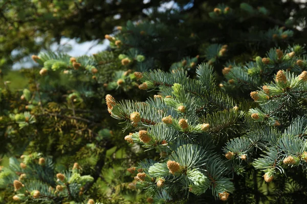 Beautiful Coniferous Tree Branches Cones Outdoors Sunny Day Closeup — 스톡 사진