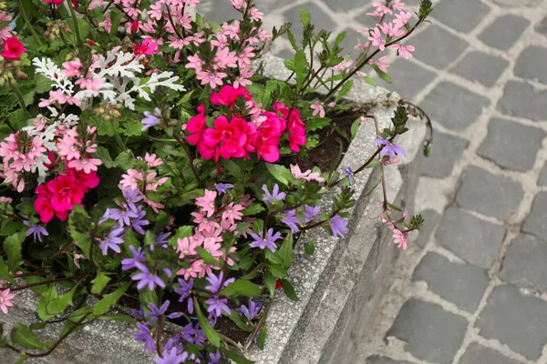 Beautiful Flowers Stone Plant Pot Outdoors View — Foto Stock