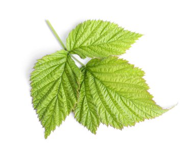 Green raspberry leaves isolated on white, top view