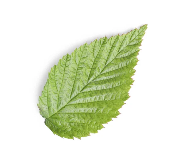 One Green Raspberry Leaf Isolated White Top View — 스톡 사진